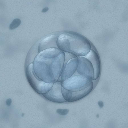 ERA Test - Embryo